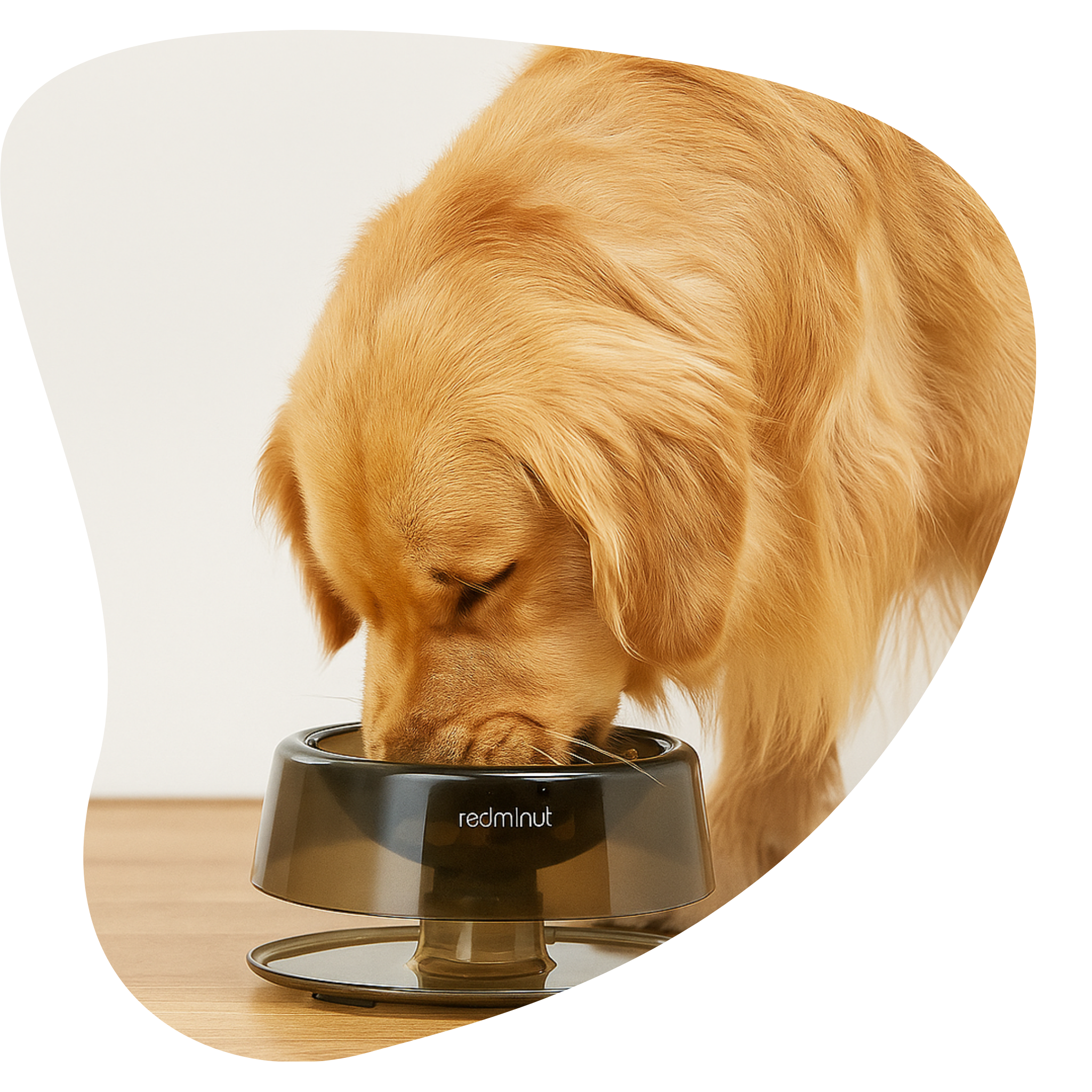 Gamelle ergonomique pour chien ou chat – empêche le renversement & protège la nuque