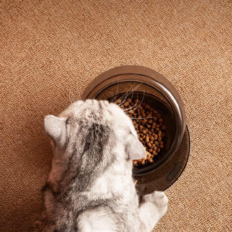 Un chat qui mange d'une gamelle, vue d'avions 